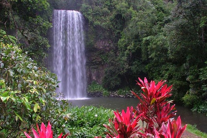 Day Tour to Paronella Park, Lake Barrine and Millaa Millaa Falls - Country roads and the Curtain Fig Tree