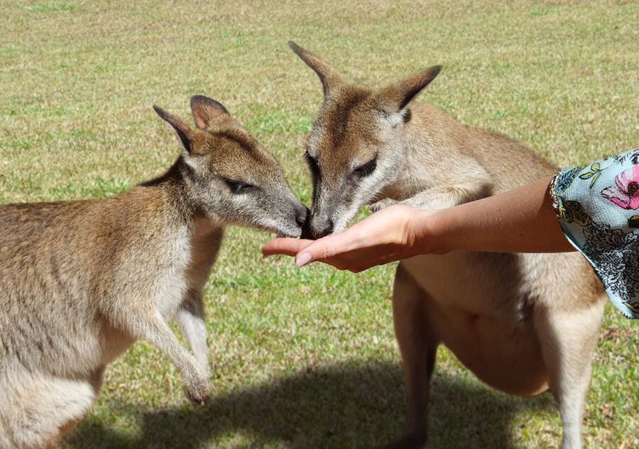 Day Trip: Rainforest & Aboriginal Culture Tour - What to do with free time in Kuranda Village
