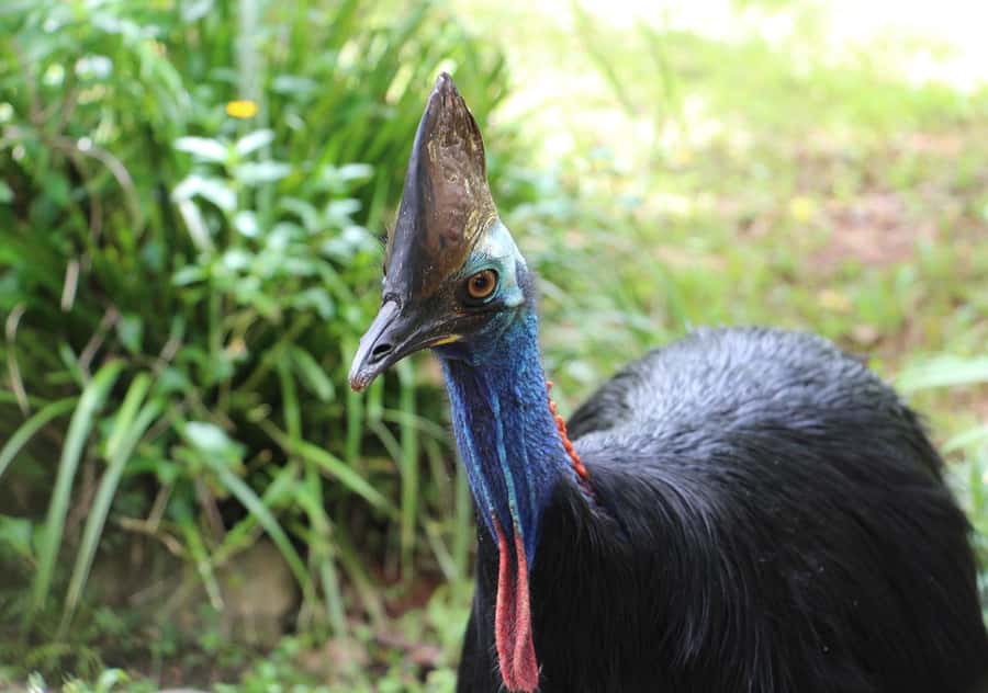 Day Trip: Rainforest & Aboriginal Culture Tour - Who will enjoy this tour most