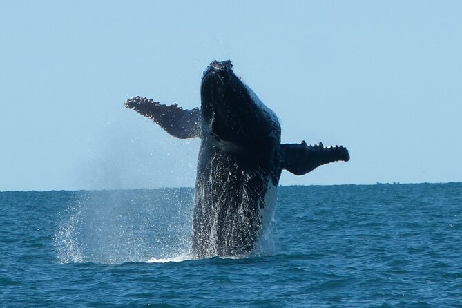Deluxe Mega Fauna Humpback or Whaleshark Swim Ningaloo Reef - A wildlife day built around what Ningaloo offers