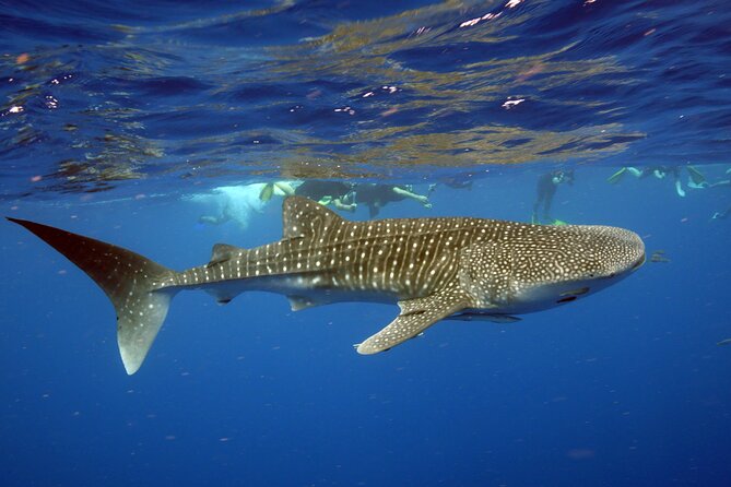 Deluxe Mega Fauna Humpback or Whaleshark Swim Ningaloo Reef - Meeting the crew and learning the rules