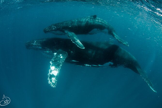 Deluxe Mega Fauna Humpback or Whaleshark Swim Ningaloo Reef - Swimming with humpback whales