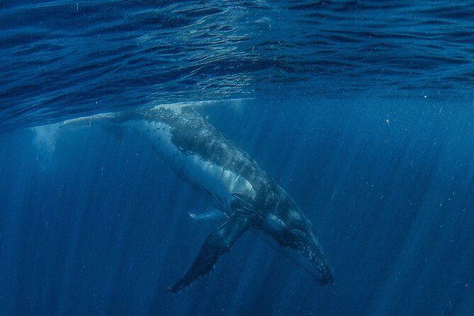 Deluxe Mega Fauna Humpback or Whaleshark Swim Ningaloo Reef - Lunch, drinks, and the practical comfort of the boat