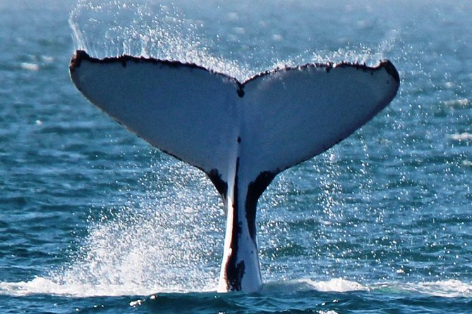Deluxe Mega Fauna Humpback or Whaleshark Swim Ningaloo Reef - Starting at 7:00 am in Exmouth