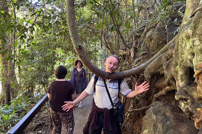 Deluxe Springbrook & Mt Tamborine Glow Worms and famous Skywalk - Tamborine Rainforest Skywalk