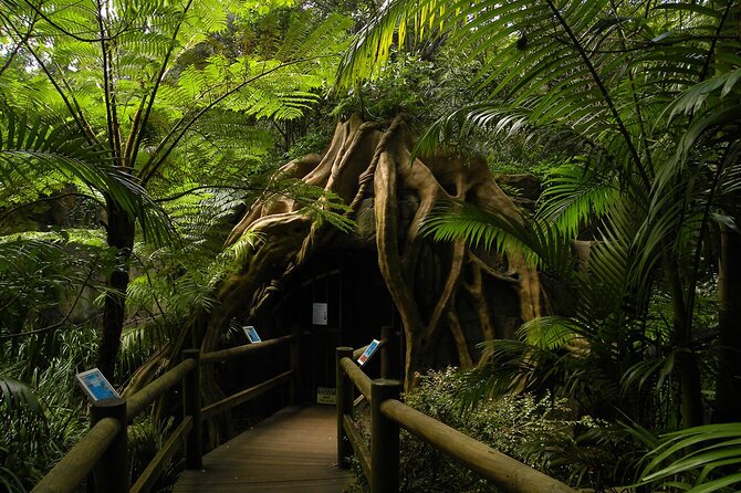 Deluxe Springbrook & Mt Tamborine Glow Worms and famous Skywalk - Walking, food, and what to bring