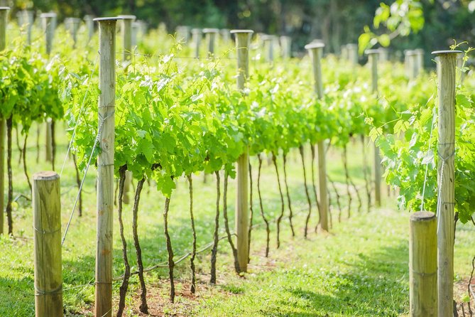 Deluxe Wine Tour to Tamborine Mountain, includes two course lunch - Witches Falls Winery and the first tasting