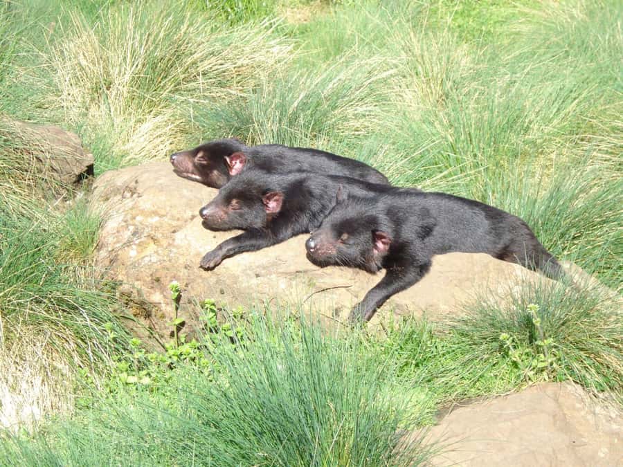 Devils at Cradle: Day Keeper Tour and Entry to Wildlife Park - Key points to know before you go