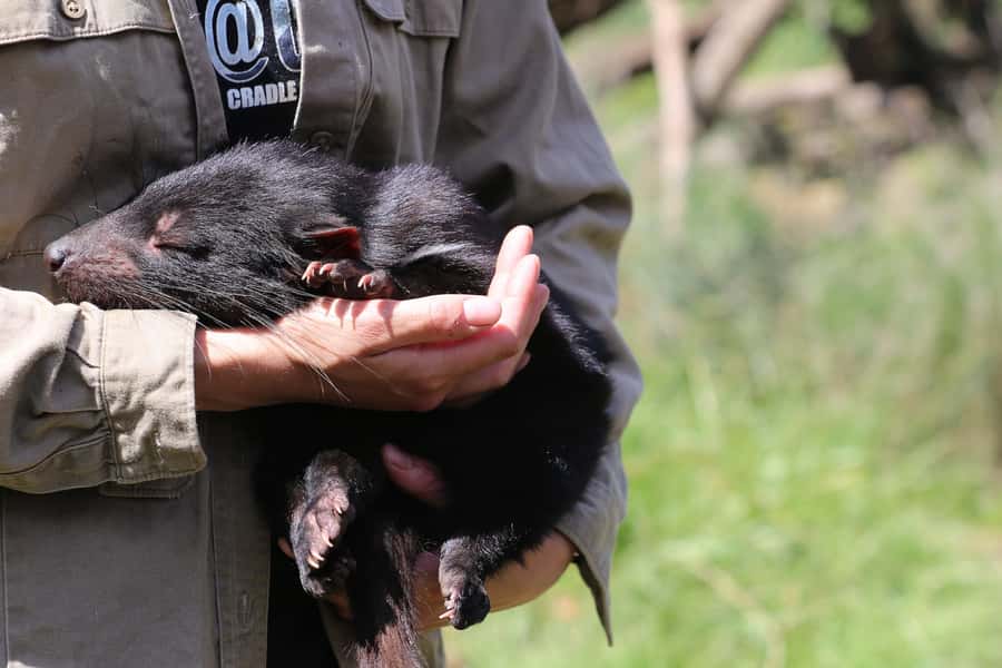 Devils at Cradle: Day Keeper Tour and Entry to Wildlife Park - Why this sanctuary matters at Cradle Mountain