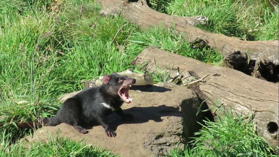 Devils at Cradle: Day Keeper Tour and Entry to Wildlife Park - Seeing devils and quolls up close