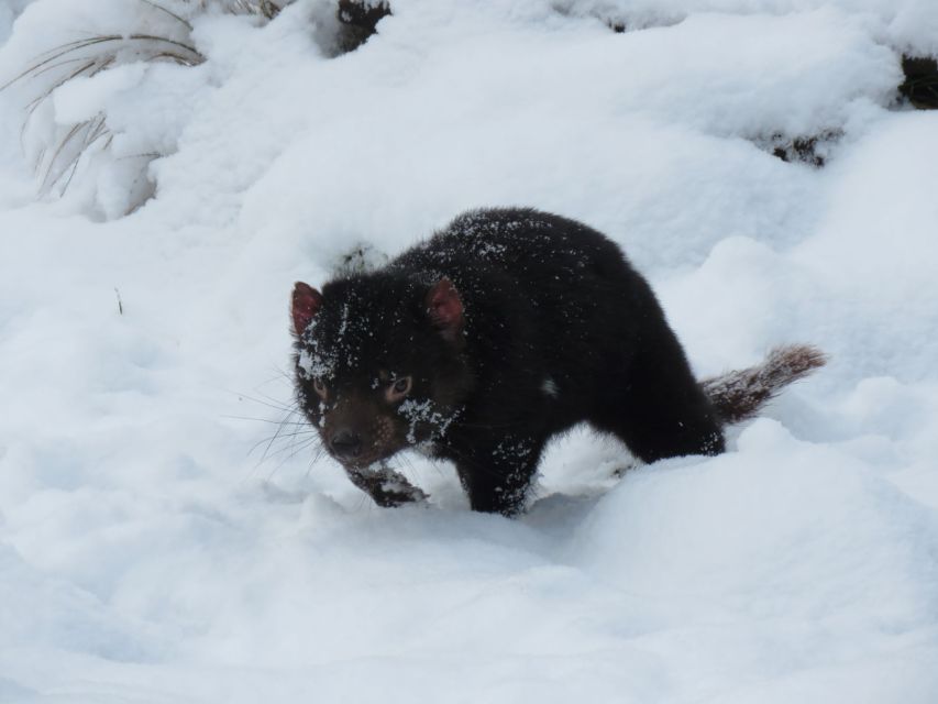 Devils at Cradle: Day Keeper Tour and Entry to Wildlife Park - The conservation story behind the visit