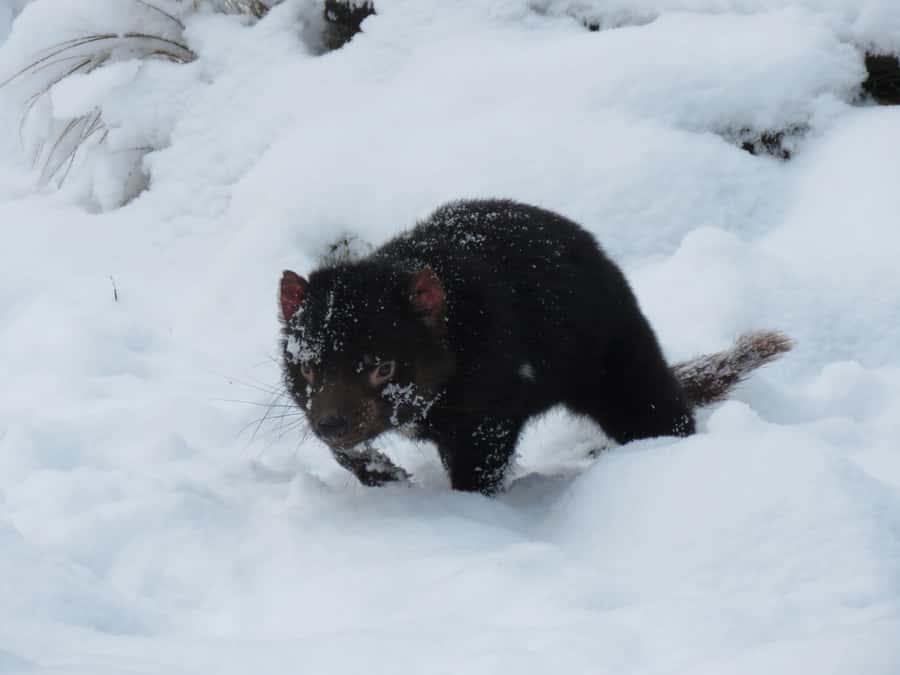 Devils at Cradle: Day Keeper Tour and Entry to Wildlife Park - Weather, access, and what to pack