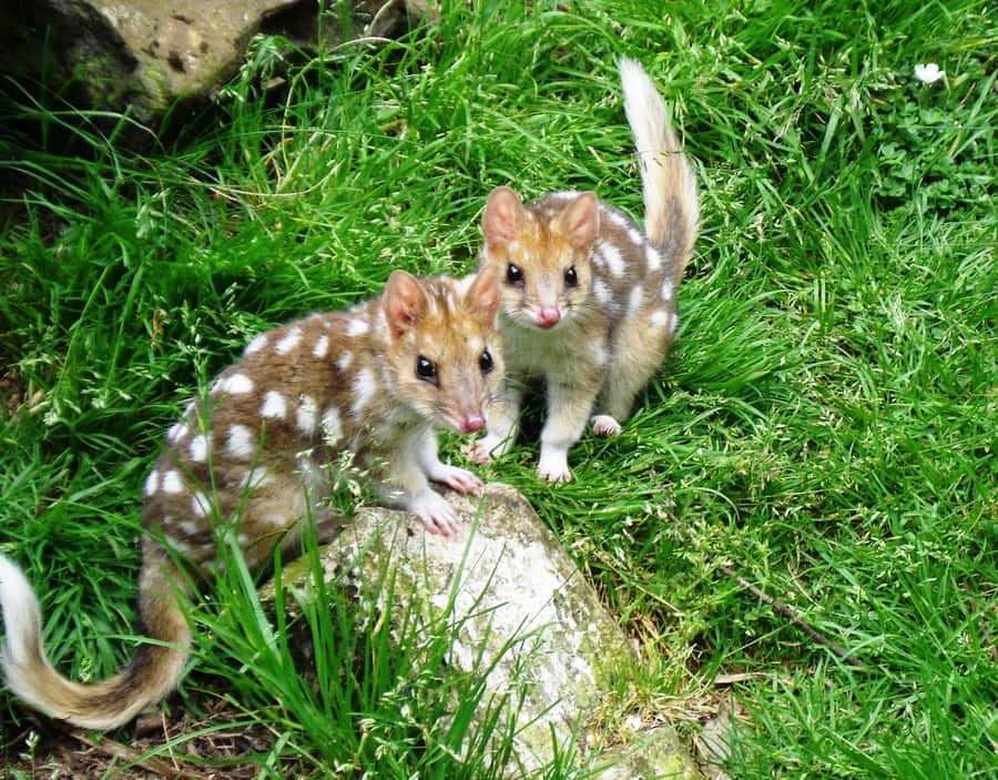 Devils at Cradle: Day Keeper Tour and Entry to Wildlife Park - What the 45-minute keeper tour includes