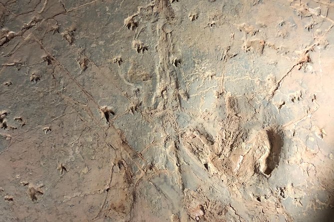 Dinosaur Stampede 3/4 Day Tour from Winton - Timing, cancellation, and practical details
