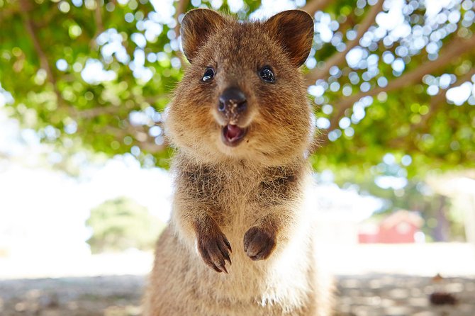Discover Rottnest with Ferry & Bus Tour - What the Swan River cruise adds