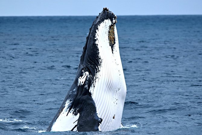 Discover Rottnest with Ferry & Bus Tour - The 90-minute coach tour around Rottnest