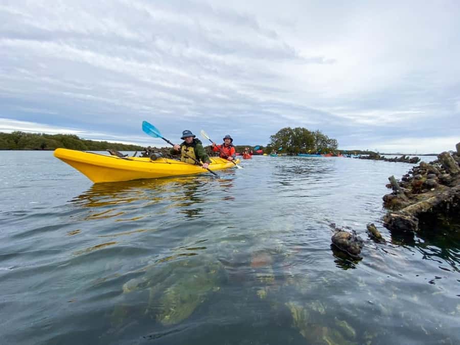 Dolphin Sanctuary and Ships Graveyard Kayak Tour - How the tour compares with a standard dolphin cruise