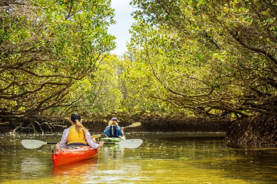 Dolphin Sanctuary and Ships Graveyard Kayak Tour - Meeting dolphins in the Port River