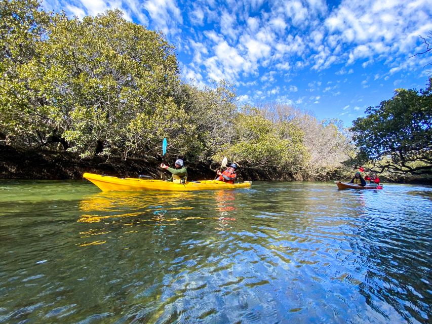 Dolphin Sanctuary and Ships Graveyard Kayak Tour - The Ships Graveyard and its old vessels