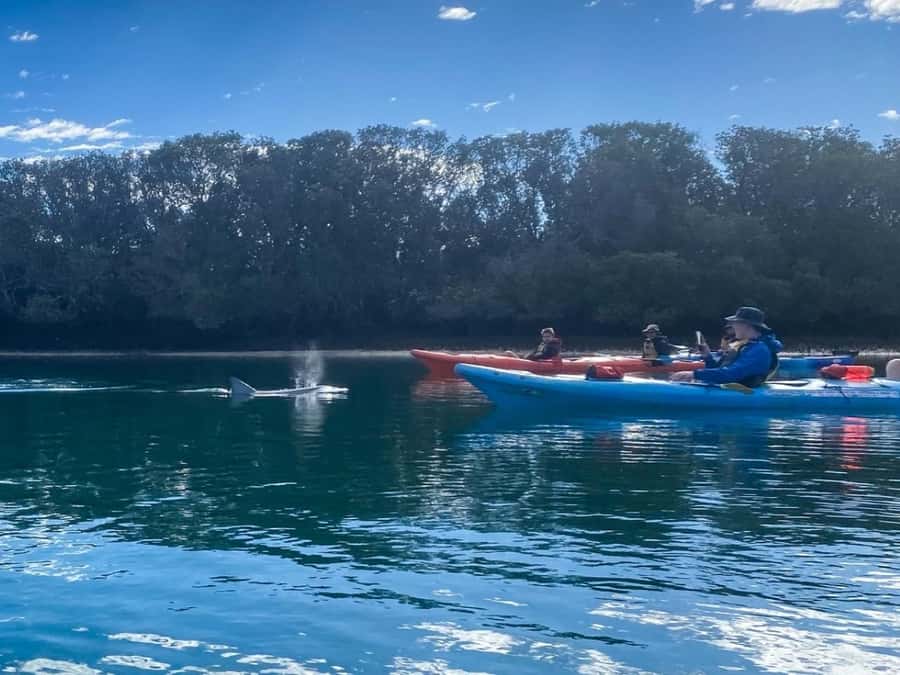 Dolphin Sanctuary and Ships Graveyard Kayak Tour - What to bring for the Port River conditions
