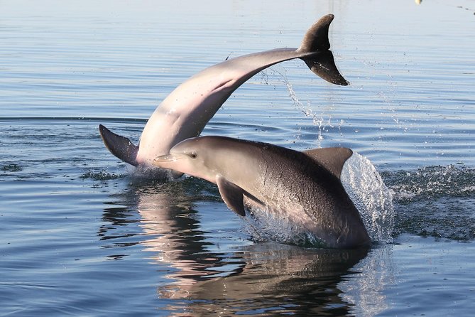 Dolphin Sanctuary Kayak Tour Adelaide - Finding dolphins without chasing them