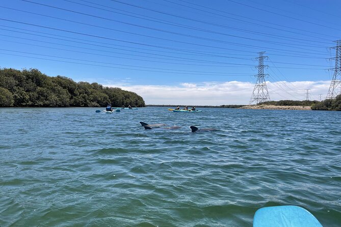 Dolphin Sanctuary Kayak Tour Adelaide - Shipwrecks, tides, and changing routes