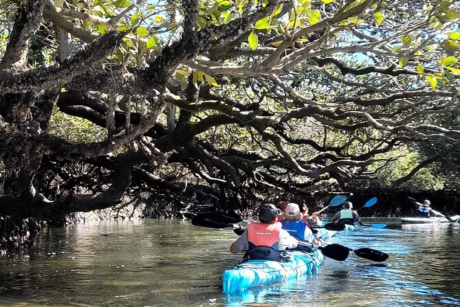 Dolphin Sanctuary Kayak Tour Adelaide - How hard is the paddling?