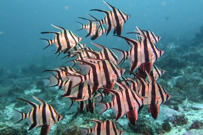 Double Dive to South Solitary Island Coffs Harbour - What you might see below the surface