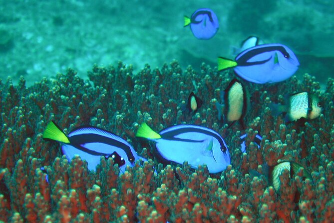 Double Dive to South Solitary Island Coffs Harbour - The one-hour break between sessions
