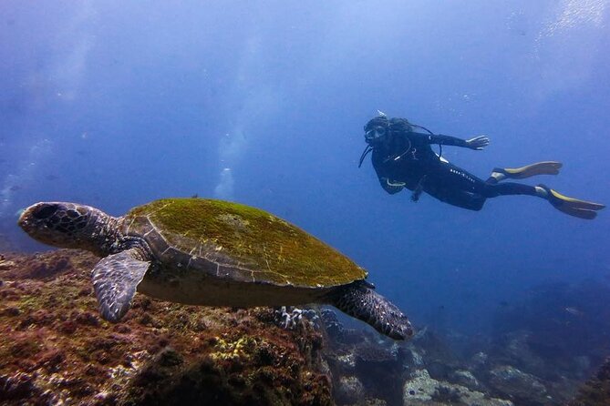 Double Dive to South Solitary Island Coffs Harbour - The second session and return to Coffs Harbour