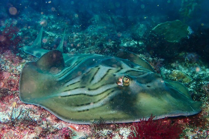 Double Dive to South Solitary Island Coffs Harbour - Group size, guidance, and comfort