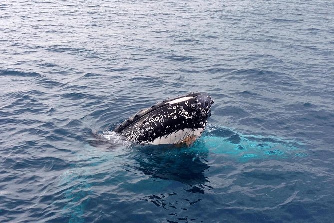 Dunsborough Whale Watching Eco Tour - Why the marine biologist commentary matters