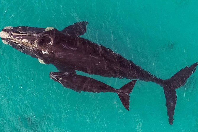 Dunsborough Whale Watching Eco Tour - How the timing fits a Southwest Western Australia trip