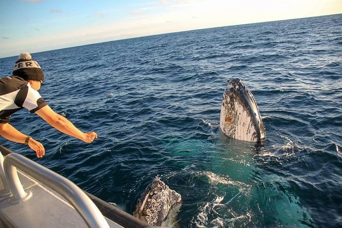 Dunsborough Whale Watching Eco Tour - Who should book this experience?