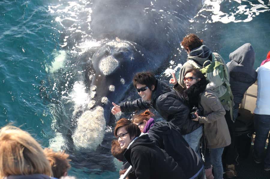 Dunsborough: Whale Watching Tour - Key points to know before you book