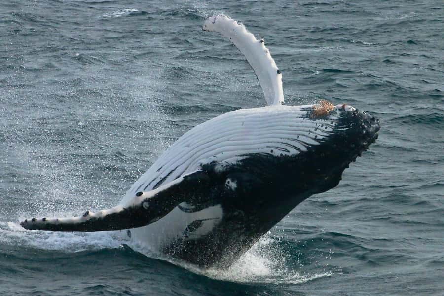 Dunsborough: Whale Watching Tour - Why Geographe Bay is a fine place for whale watching