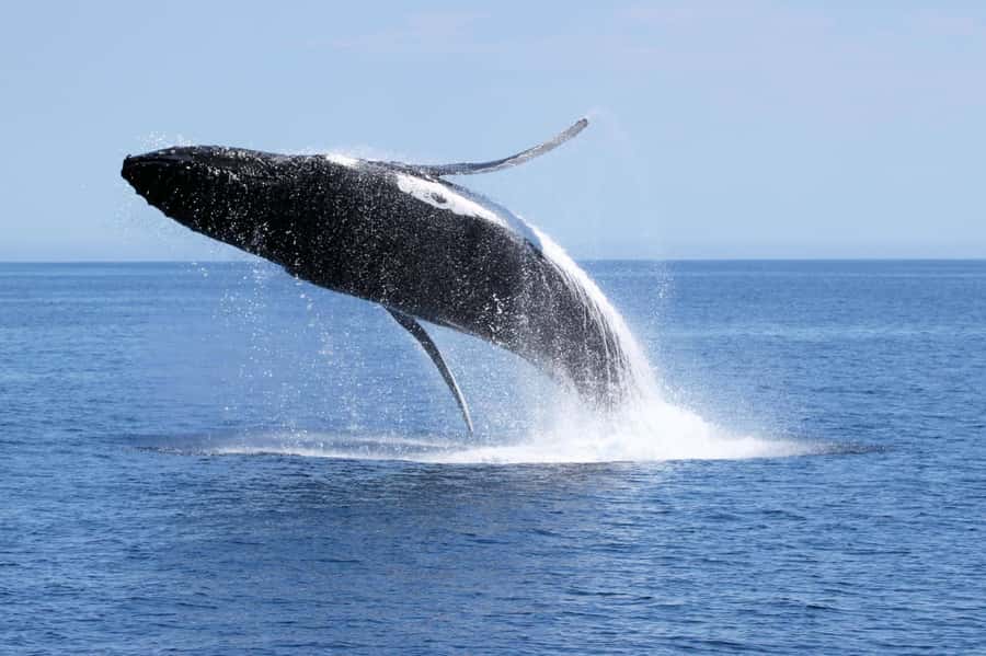 Dunsborough: Whale Watching Tour - The 150-minute search for whales