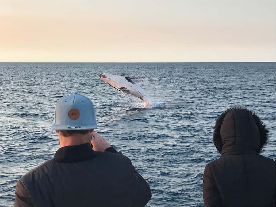 Dunsborough: Whale Watching Tour - Blue whales, dolphins, and other possible sightings