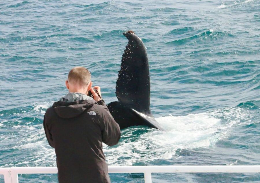 Dunsborough: Whale Watching Tour - The guide adds meaning to each sighting