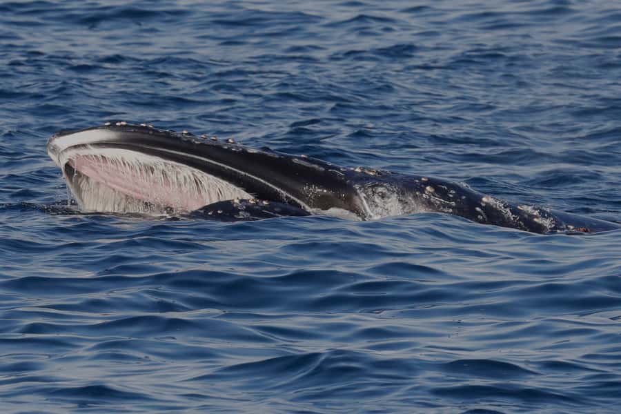 Dunsborough: Whale Watching Tour - What the scenery adds to the trip