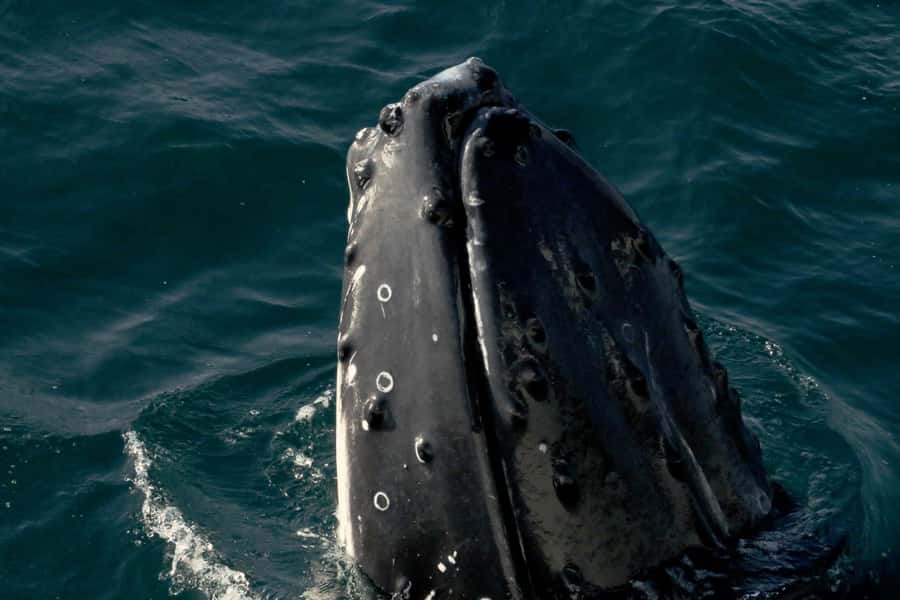Dunsborough: Whale Watching Tour - Boarding Alison Maree at Quindalup