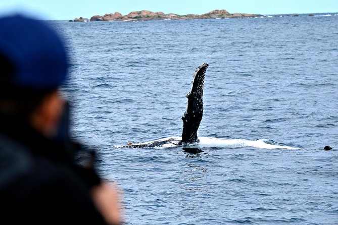 Educational Whale Watching Tour from Perth - Humpbacks, southern right whales, dolphins, and seabirds