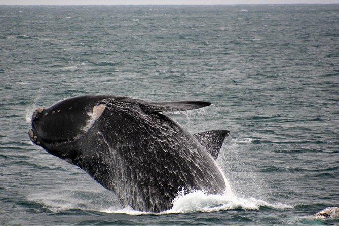 Educational Whale Watching Tour from Perth - Who will get the most from this cruise