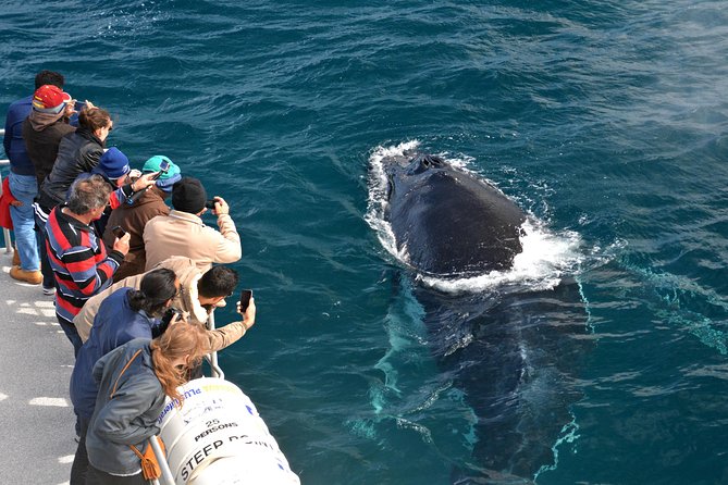 Educational Whale Watching Tour from Perth - A respectful approach to whale watching