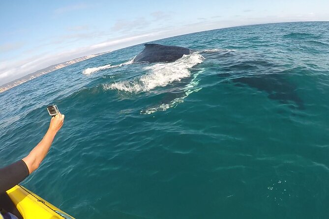 Epic Kayak With Dolphins & Wildlife - 4WD Beach Adventure Noosa - Double Island Point rewards the long ride