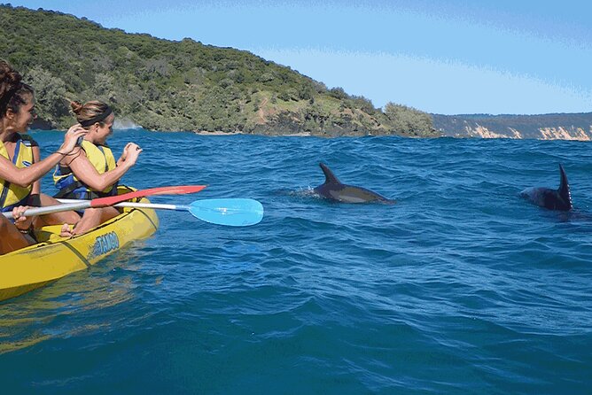 Epic Kayak With Dolphins & Wildlife - 4WD Beach Adventure Noosa - Useful planning details for a smoother day