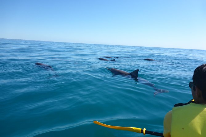 Epic Kayak With Dolphins & Wildlife - 4WD Beach Adventure Noosa - What the kayak portion is really like