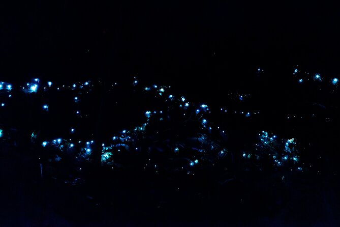 Evening Rainforest & Glow Worm Tour from Gold Coast - At a glance: what makes this night tour worthwhile