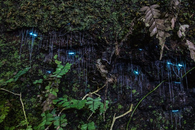 Evening Rainforest & Glow Worm Tour from Gold Coast - Leaving the Gold Coast at 6:15 pm