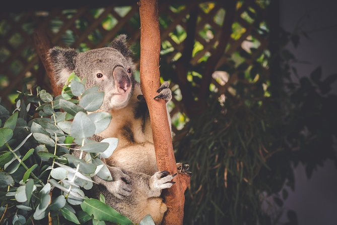 Exclusive Blue Mountains Wildlife and Bushwalk Tour From Sydney - Leura, Katoomba, and lunch at your own pace